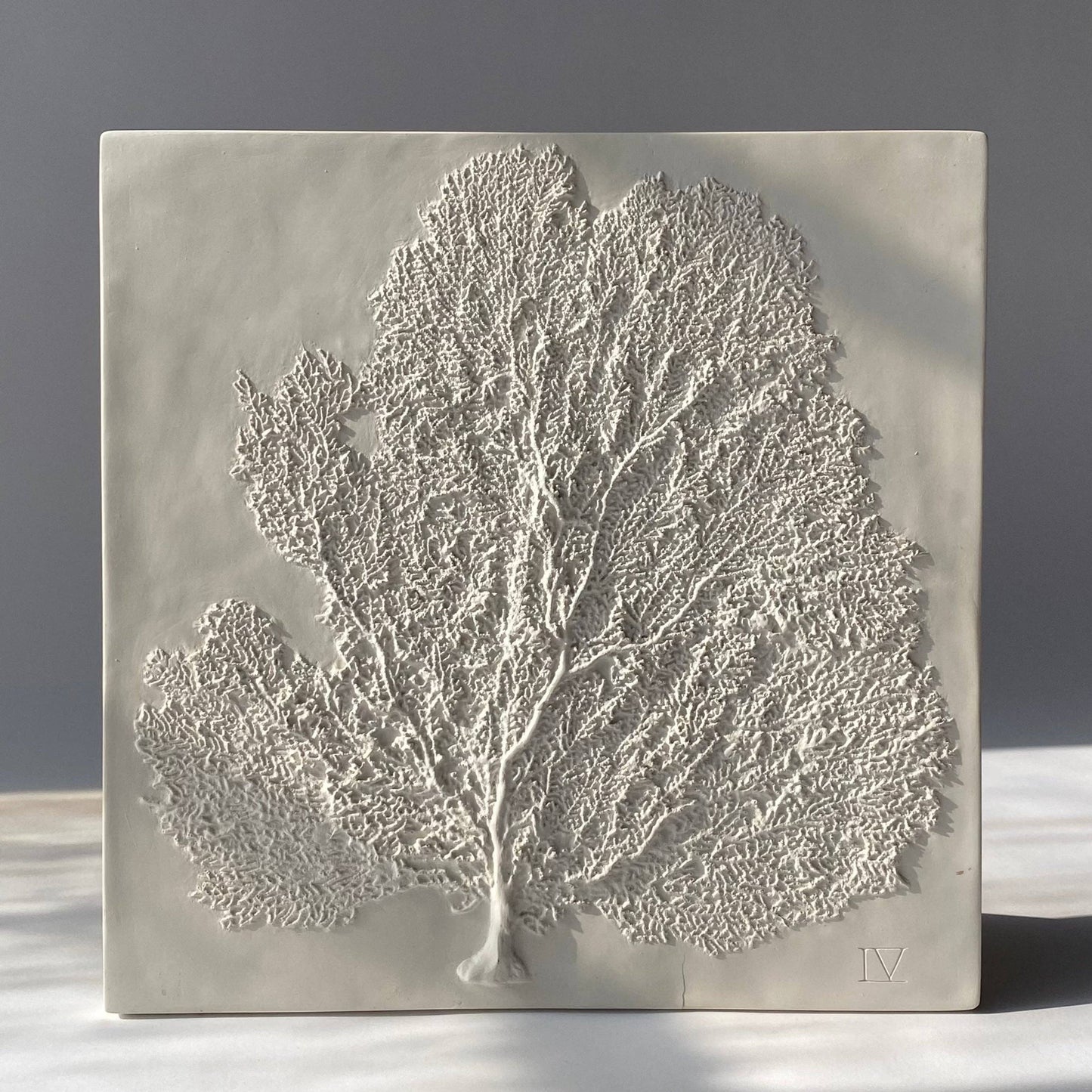 Sea Fan IV: Studio White