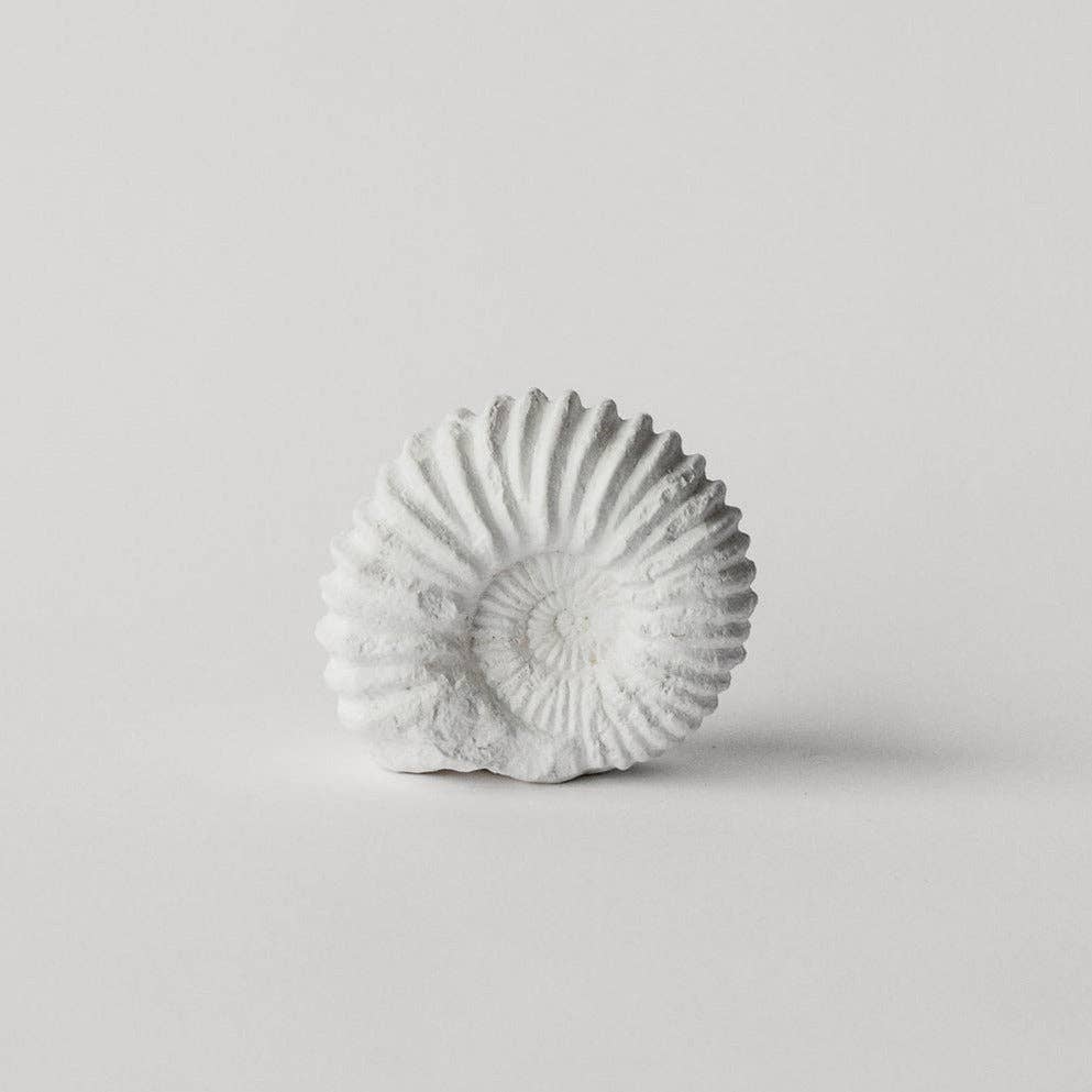 Ammonite Fossil 5": Studio White