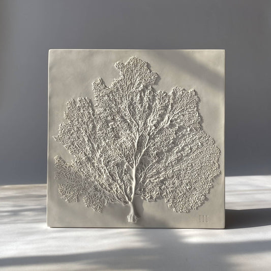 Sea Fan III: Studio White