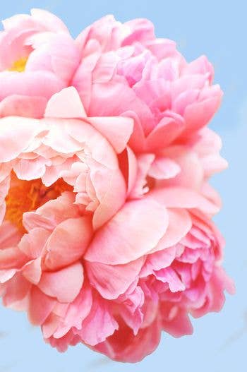 Perfect Petals Paint Kit